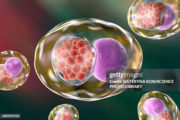 chlamydia bacteria, illustration - inclusion body stock-grafiken, -clipart, -cartoons und -symbole