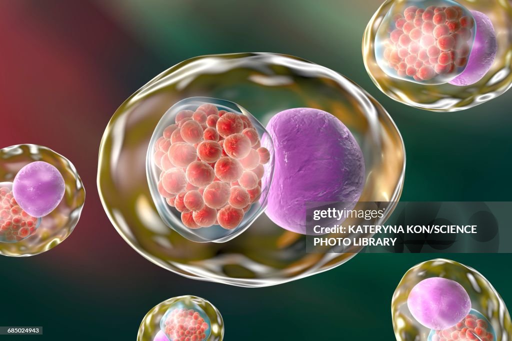 Chlamydia bacteria, illustration