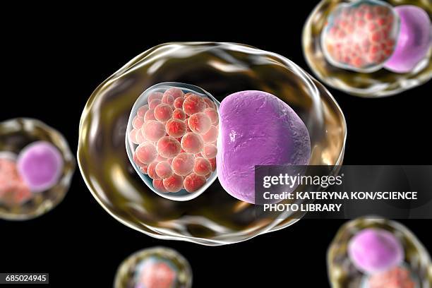 Bacteria Cell Inclusion Inclusions In Bacteria