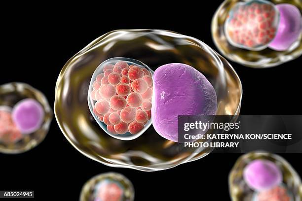 chlamydia bacteria, illustration - inclusion body stock illustrations