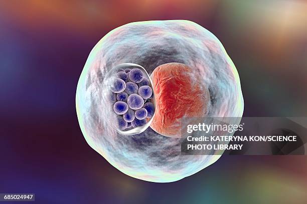 chlamydia bacteria, illustration - inclusion body stock illustrations