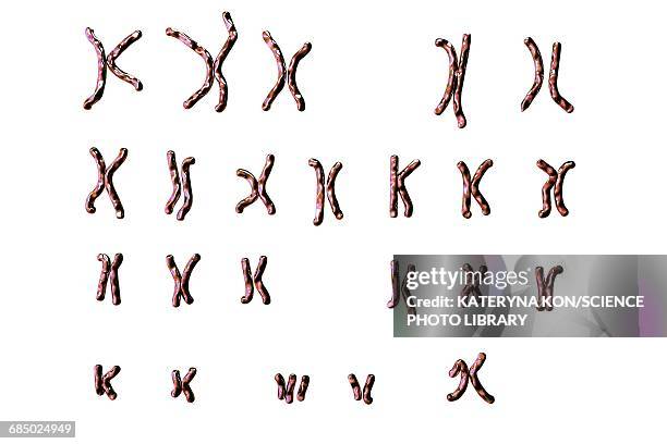 ilustraciones, imágenes clip art, dibujos animados e iconos de stock de downs syndrome karyotype, illustration - down's syndrome