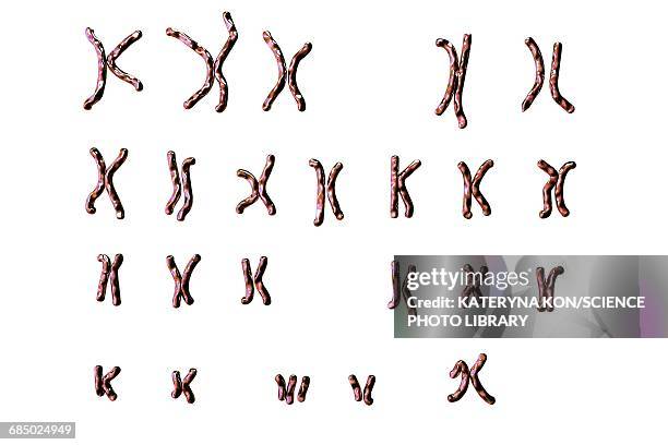 downs syndrome karyotype, illustration - karyotype stock illustrations