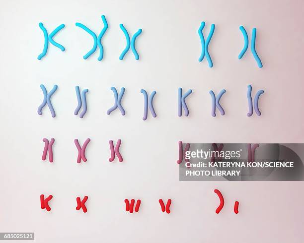 downs syndrome karyotype, illustration - chromosome stock illustrations
