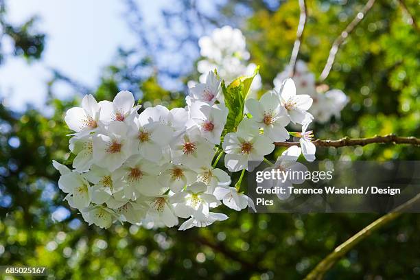 spring blossoms on a branch - terence waeland stock-fotos und bilder