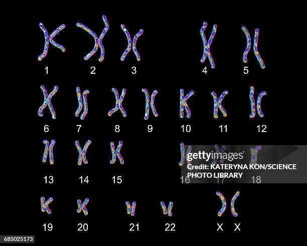 normal male chromosomes, illustration - chromosome stock illustrations
