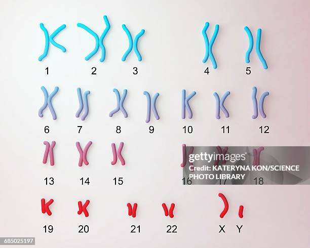 illustrazioni stock, clip art, cartoni animati e icone di tendenza di normal male chromosomes, illustration - cromosoma