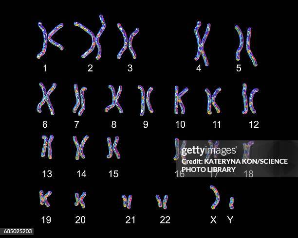 ilustrações de stock, clip art, desenhos animados e ícones de normal male chromosomes, illustration - cariótipo