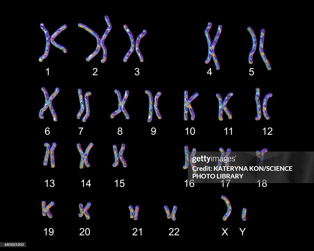Normal male chromosomes, illustration