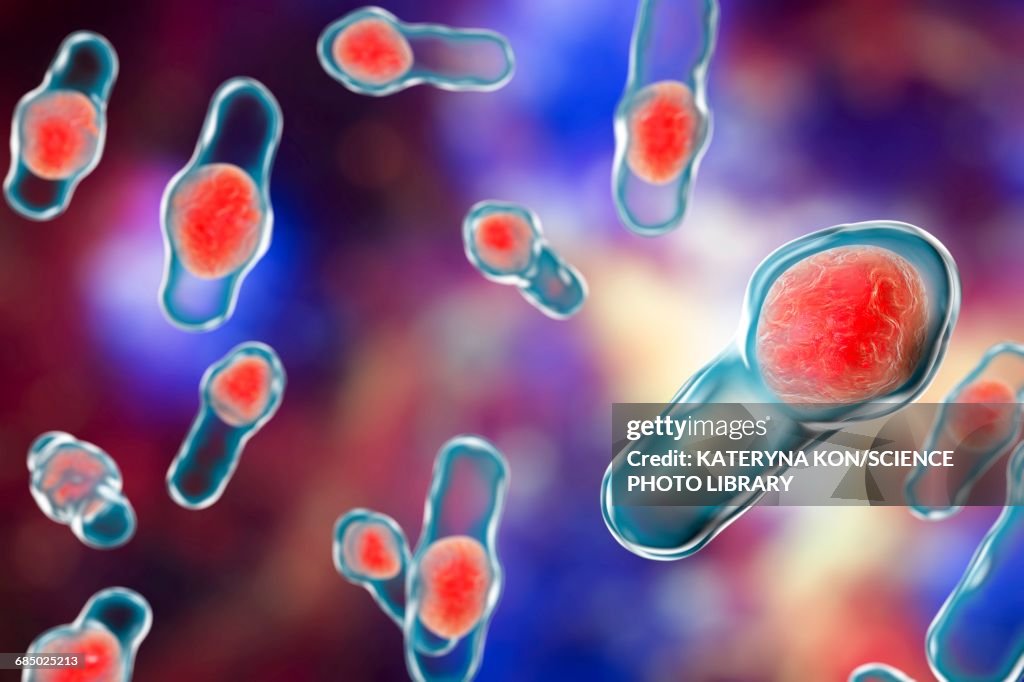 Clostridium bacteria, illustration