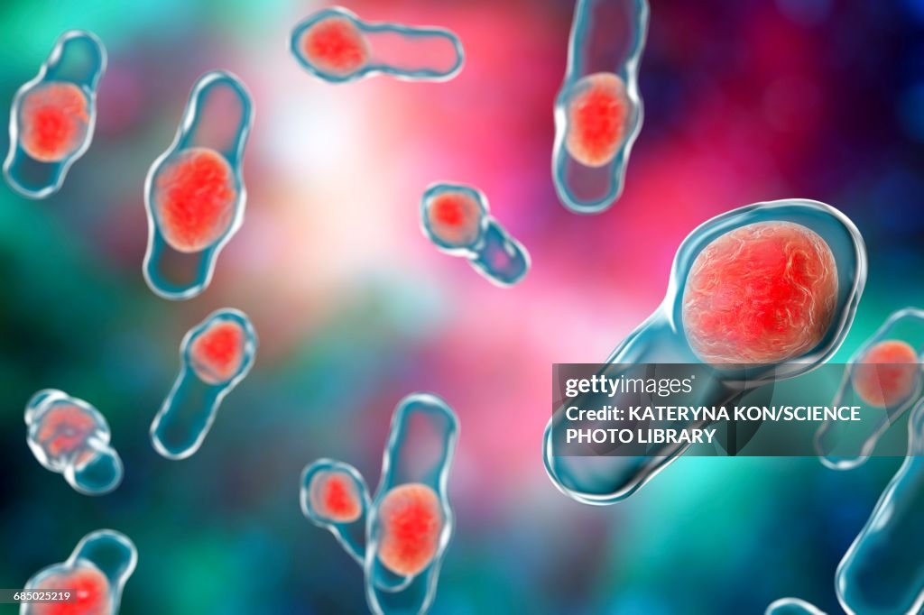 Clostridium bacteria, illustration