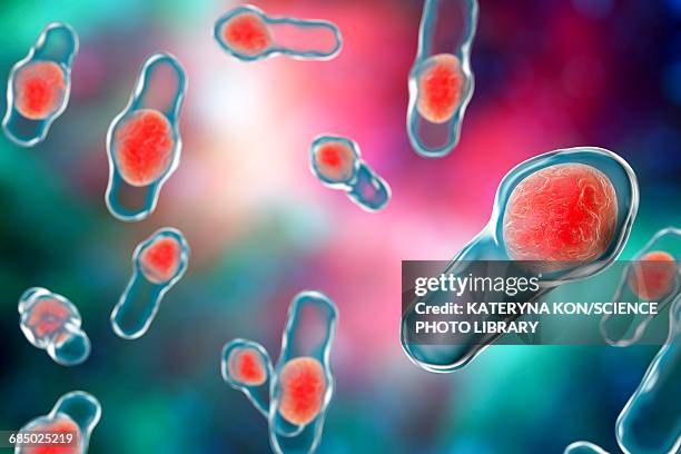 clostridium bacteria, illustration - pseudomembranous colitis stock illustrations