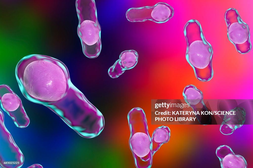 Clostridium bacteria, illustration