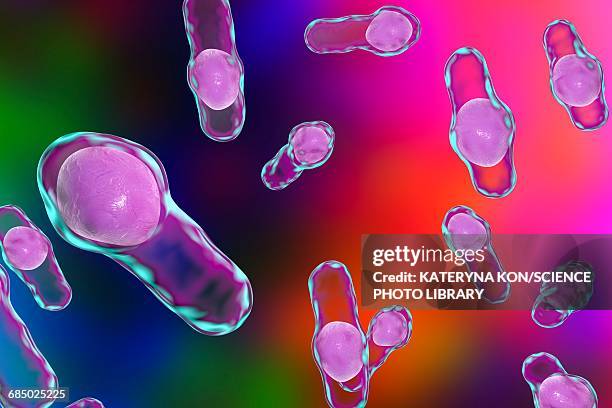 clostridium bacteria, illustration - pseudomembranous colitis stock illustrations