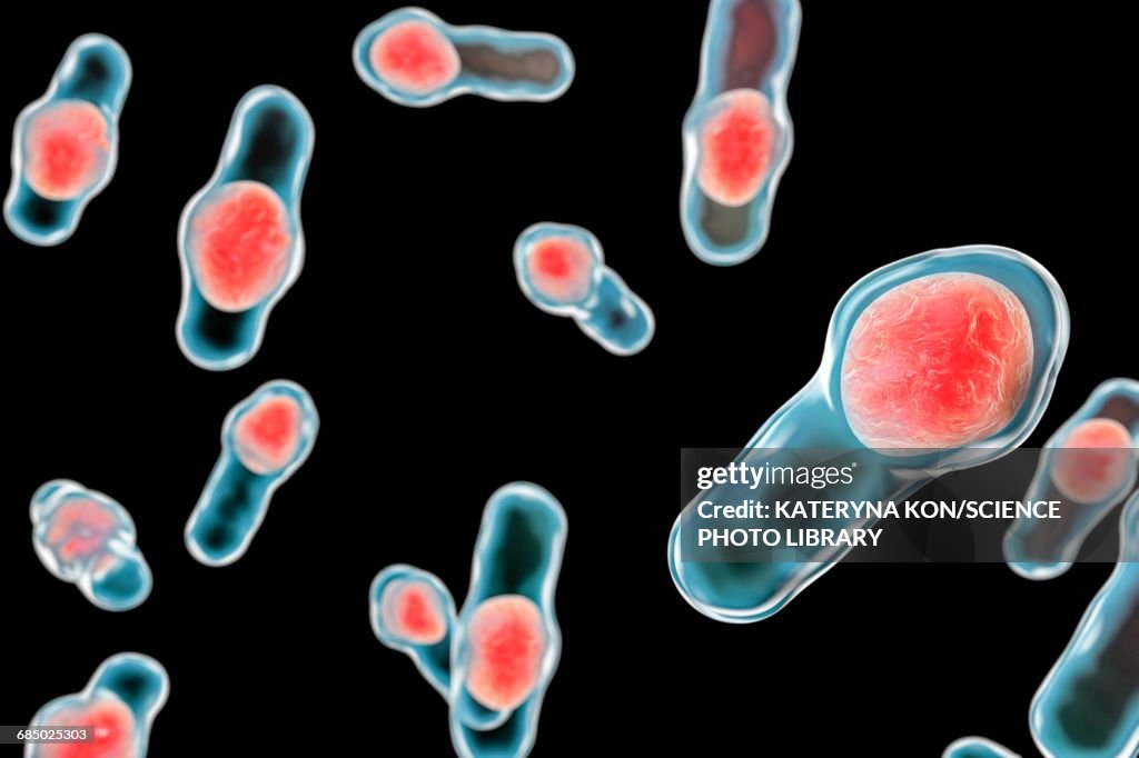 Clostridium bacteria, illustration