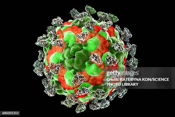 enterovirus with integrin, illustration - enterovirus stock-grafiken, -clipart, -cartoons und -symbole