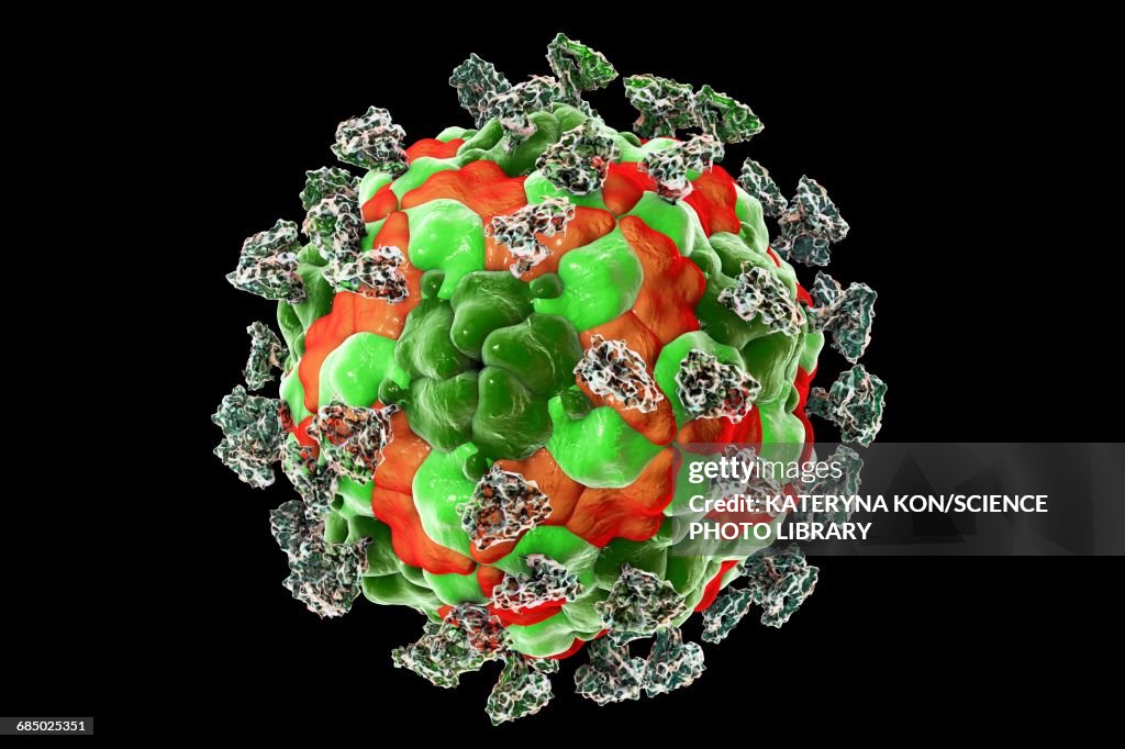 Enterovirus with integrin, illustration