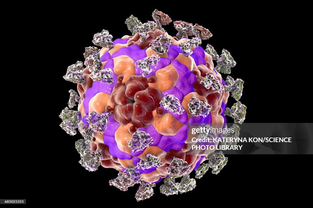 Enterovirus with integrin, illustration