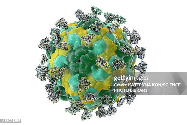 illustrazioni stock, clip art, cartoni animati e icone di tendenza di enterovirus with integrin, illustration - picornaviridae