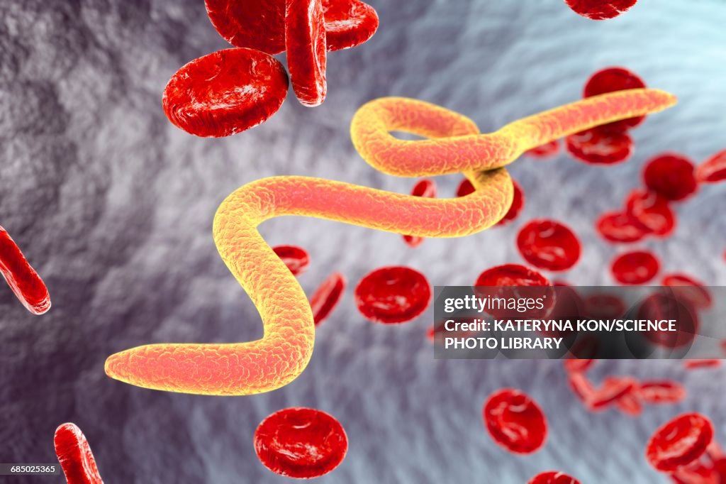 Microfilaria worms in blood, illustration