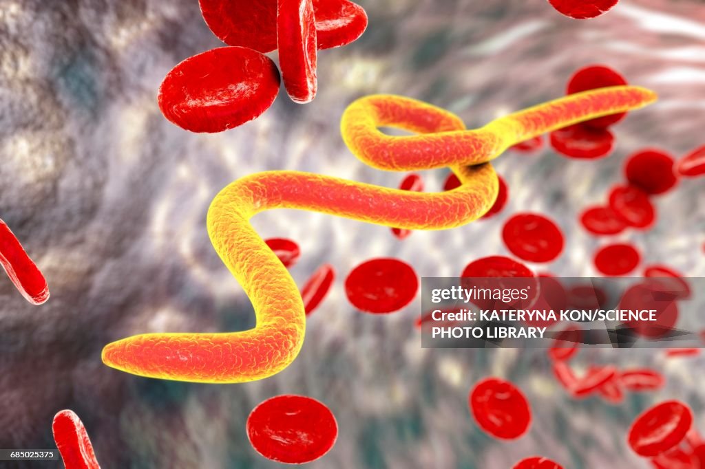 Microfilaria worms in blood, illustration