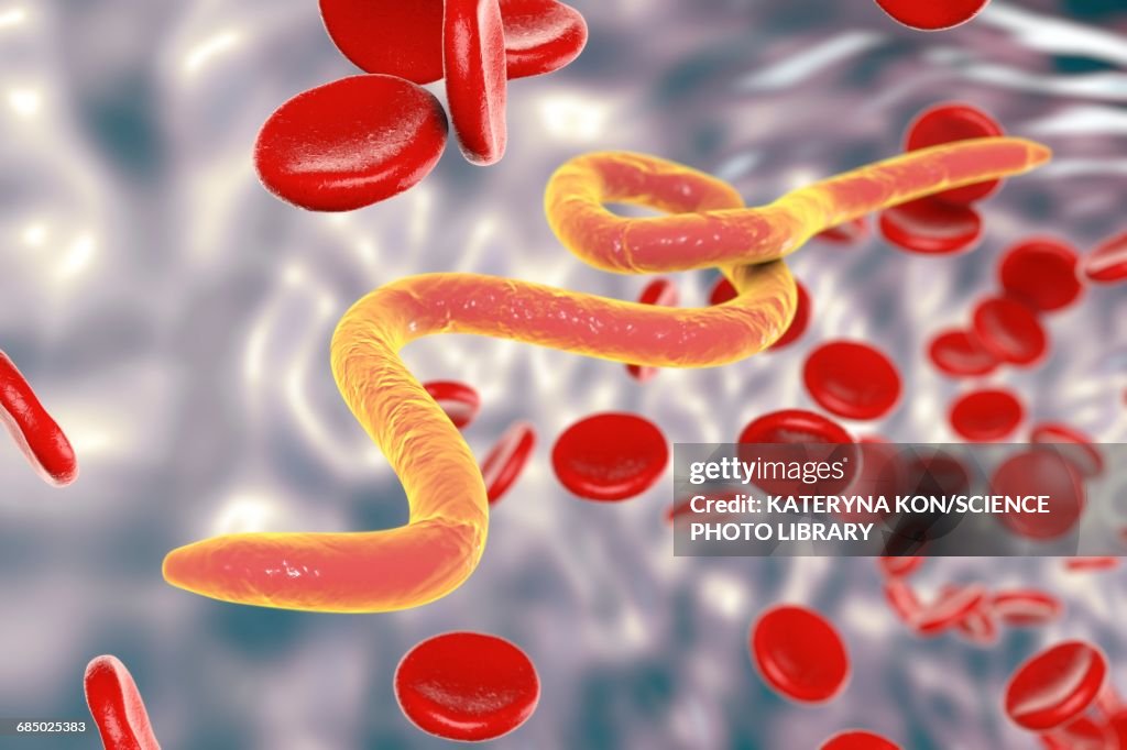 Microfilaria worms in blood, illustration