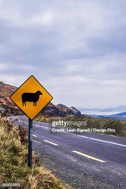 sheep crossing sign along the ring of kerry - county kerry stock pictures, royalty-free photos & images