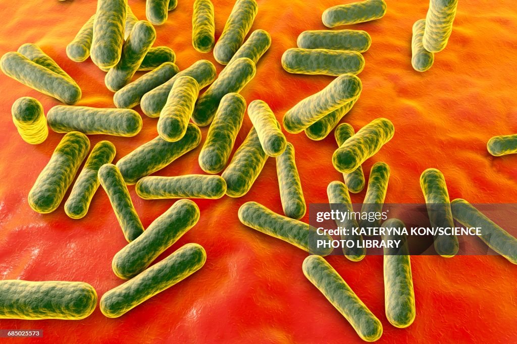 Propionibacterium bacteria, illustration