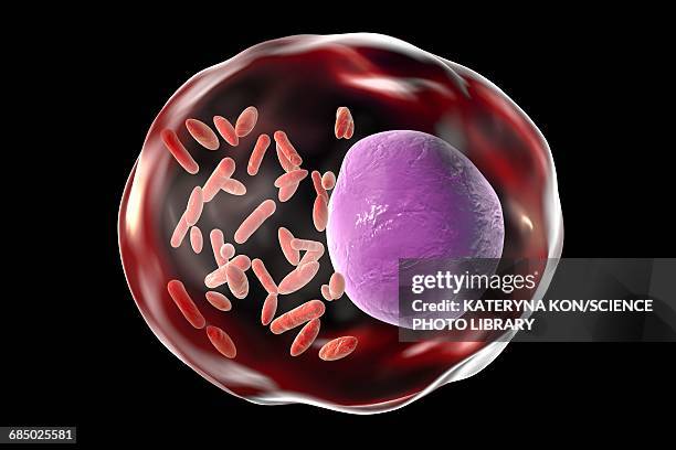 rickettsia bacteria, illustration - rickettsia stock illustrations