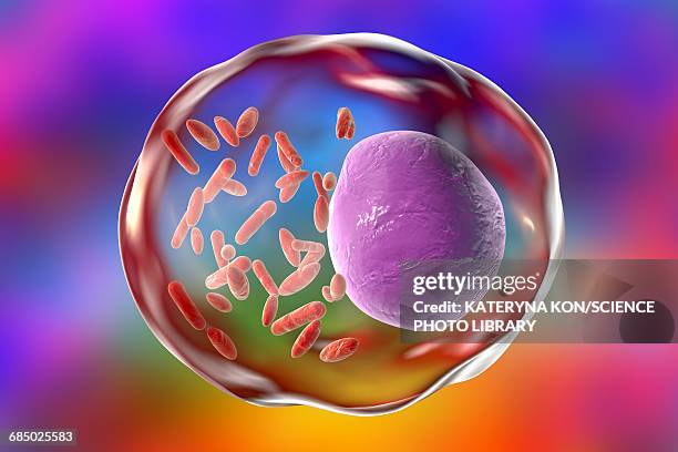 rickettsia bacteria, illustration - rickettsia stock illustrations