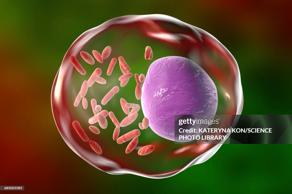 Rickettsia bacteria, illustration