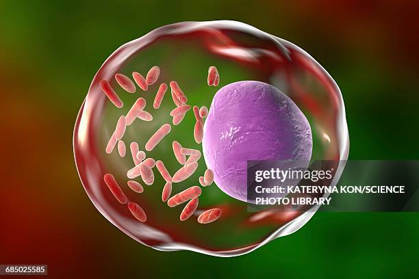 rickettsia bacteria, illustration - rickettsia stock illustrations