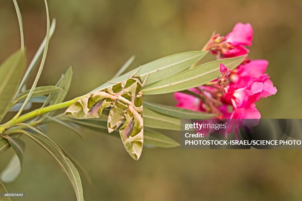 Oleander hawk moth Daphnis nerii