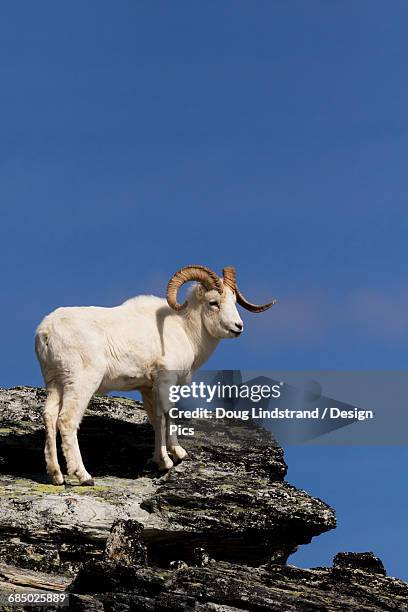 dall sheep ram in denali national park & preserve in interior alaska, spring - weißes dickhornschaf stock-fotos und bilder