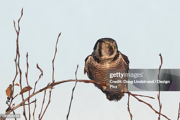 northern hawk-owl perched on a branch watching for voles near the anchorage airport, winter - anchorage airport ストックフォトと画像