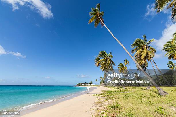 towering coconut palms stretching towards the caribbean sea near carlisle bay. antigua, leeward islands, west indies, caribbean, central america - antigua leeward islands stockfoto's en -beelden