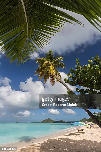 the branches of the palm trees create shade on the beach of valley church located on the west coast of antigua, leeward islands, west indies, caribbean, central america - antigua leeward islands stockfoto's en -beelden