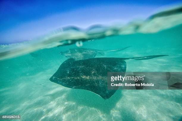 snap on the water at stingray city, a reserve hosting tens of stingray circling in the shallow lagoon, antigua, leeward islands, west indies, caribbean, central america - antigua leeward islands stockfoto's en -beelden