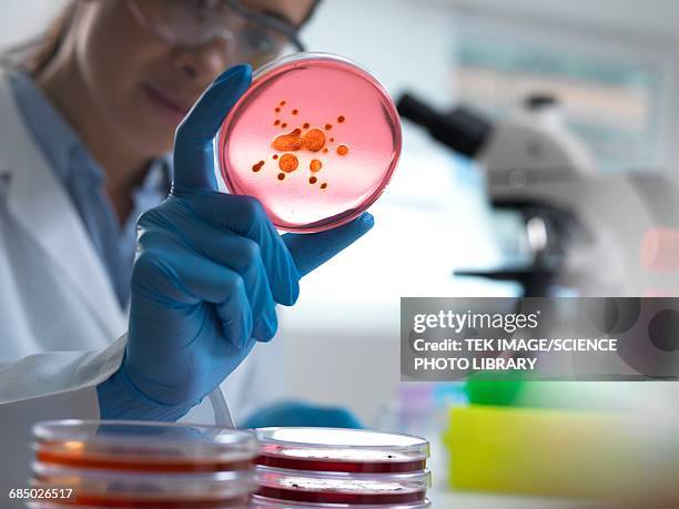 microbiological research - petri dish stock pictures, royalty-free photos & images