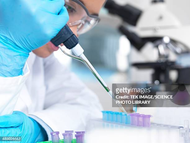 researcher pipetting liquid - eppendorf tube stock pictures, royalty-free photos & images
