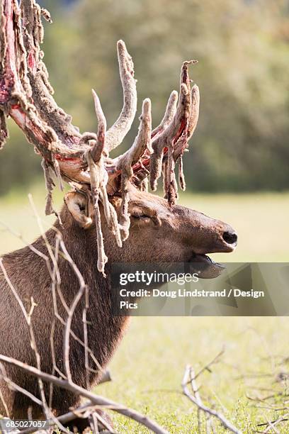 bull elk (cervus canadensis) shedding velvet, captive at the alaska wildlife conservation centre - mue photos et images de collection