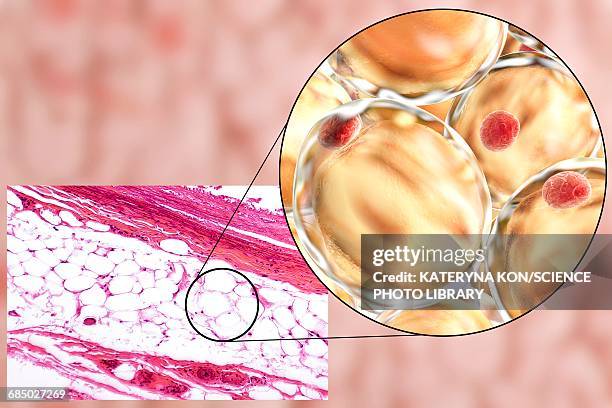 fat cells, illustration - 光学顕微鏡図点のイラスト素材／クリップアート素材／マンガ素材／アイコン素材