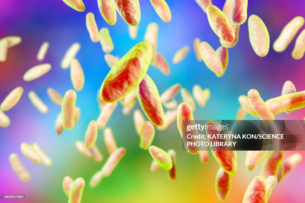Brucella bacteria, illustration