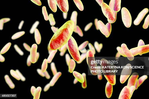 brucella bacteria, illustration - pinworm stock illustrations