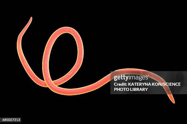 threadworm, illustration - number-one-black-background stock illustrations