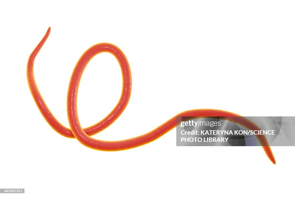 Threadworm Illustration Ilustración de stock - Getty Images