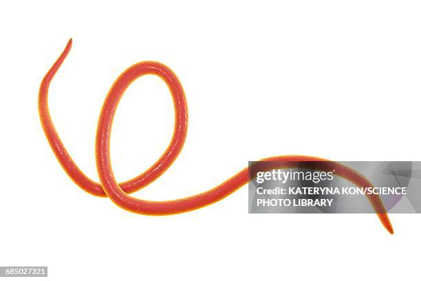 stockillustraties, clipart, cartoons en iconen met threadworm, illustration - dierlijk onderlijf