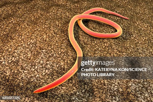 Threadworm, illustration Threadworm, illustration