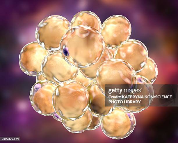 fat cells, illustration - 生理学点のイラスト素材／クリップアート素材／マンガ素材／アイコン素材