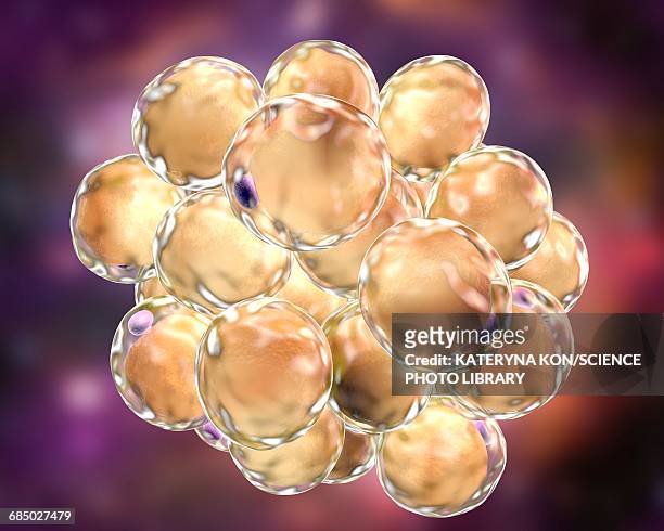 fat cells, illustration - physiology stock illustrations